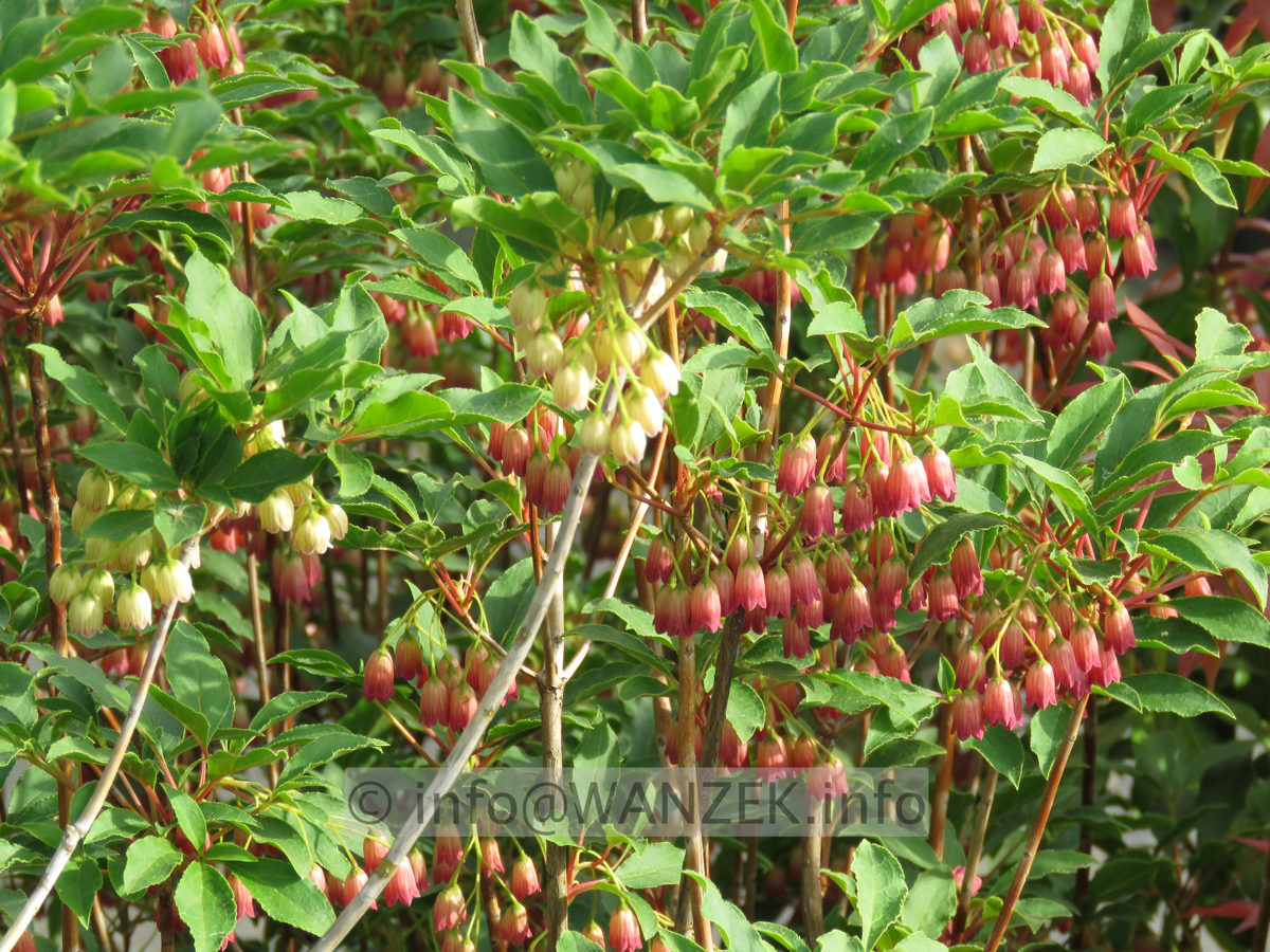 Enkianthus campanulatus + Ruby Glow zusammen 02.JPG